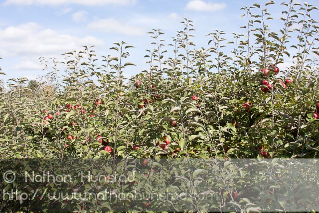 Apple_Orchard_2008-10-18_IMG_2374